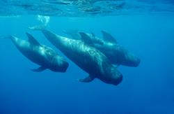 Morro Jable Dive Centre - Fuerteventura.